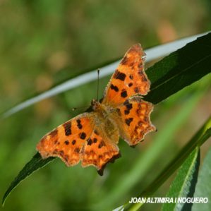Polygonia c-album