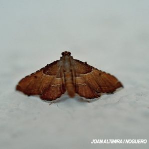 Endotricha flammealis