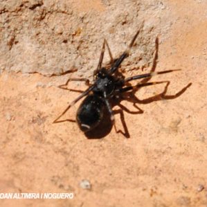 Liophrurillus flavitarsis