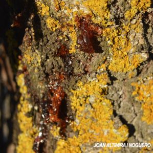 Phytophthora citrophthora