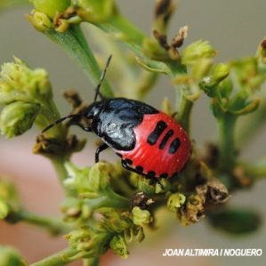Canthophorus melanopterus