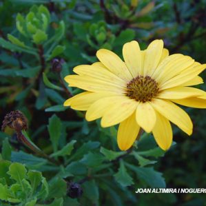 Osteospermum ecklonis var. flaviflora (Orn)