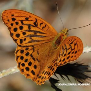 Argynnis paphia