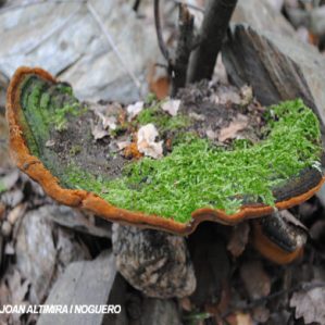 Fuscoporia torulosa