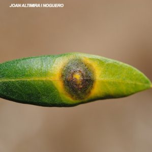 Fusicladium oleagineum. (Pat)