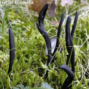 Geoglossum umbratile