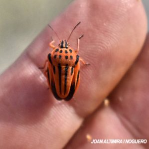 Graphosoma semipunctatum