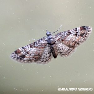 Gymnoscelis rufifasciata