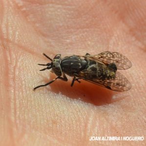 Haematopota pluvialis