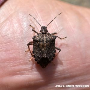 Halyomorpha halys
