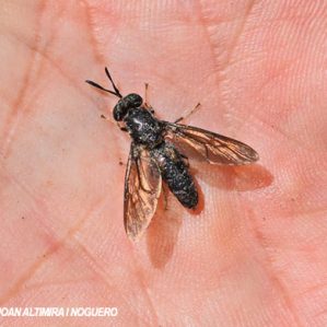 Hermetia illucens