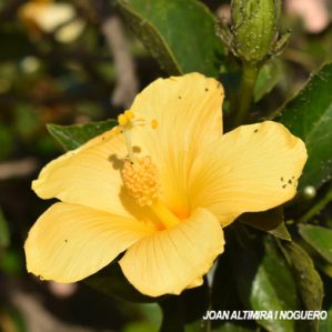 Hibiscus rosa sinensis. var. flaviflora (Orn)
