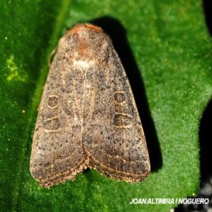 Hoplodrina ambigua