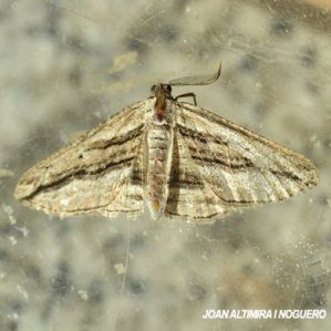 Horisme corticata