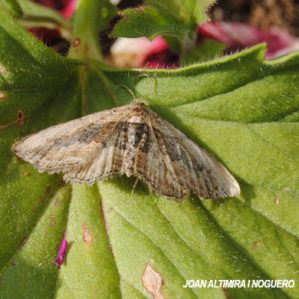 Horisme vitalbata