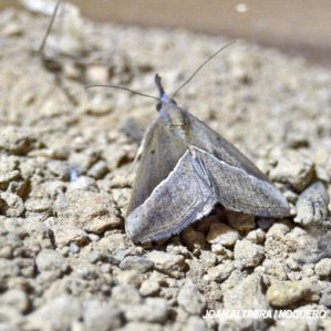 Hypena obacerralis