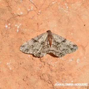 Hypomecis punctinalis