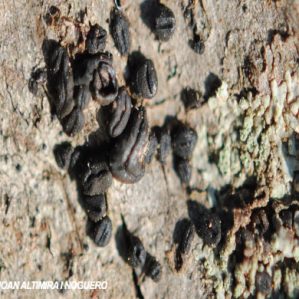 Hysterium angustatum
