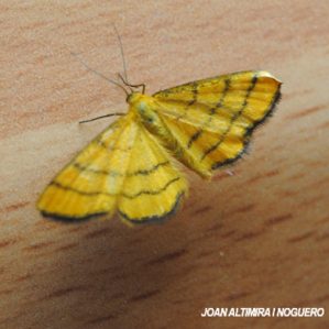 Idaea aureolaria