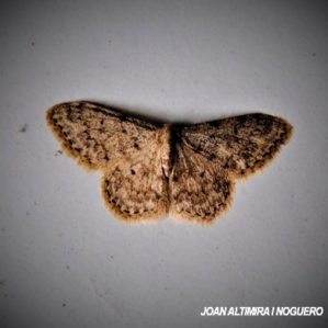Idaea cervantaria