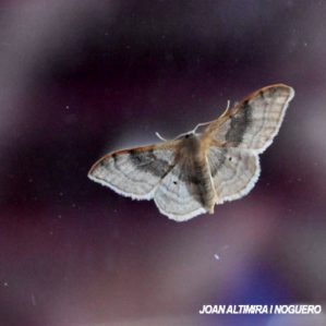 Idaea degeneraria