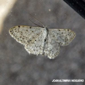 Idaea elongaria