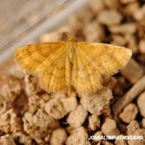 Idaea luteolaria