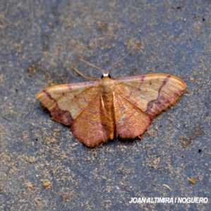Idaea ostrinaria