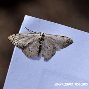 Idaea seriata