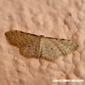 Idaea lutulentaria