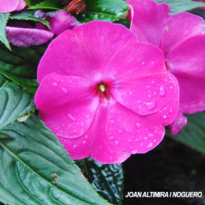 Impatiens hawkeri. (Orn)