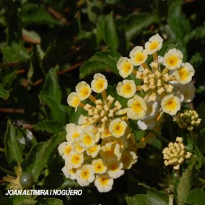 Lantana camara var. victoria (Orn)