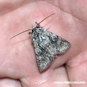 Lasionycta proxima