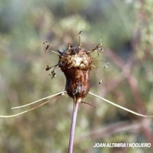 lasioptera cariophila