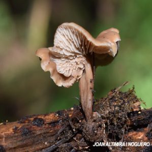 Lentinellus micheneri