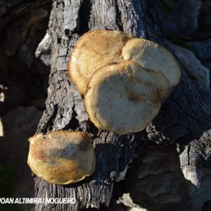 Lentinus arcularius