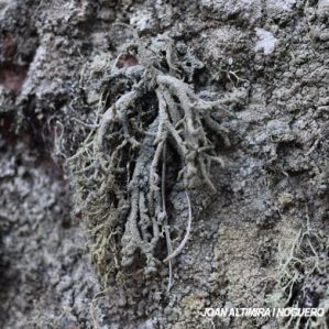 Lethariella intricata