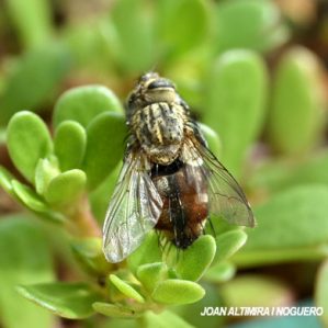 Linnaemya vulpina