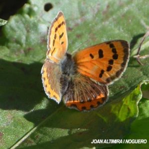 Lycaena phlaeas