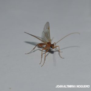 Macrocentrus