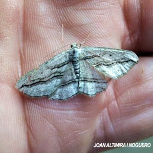 Menophra harterti
