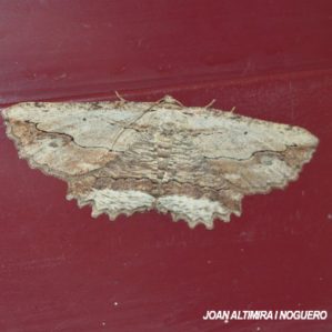Menophra abruptaria