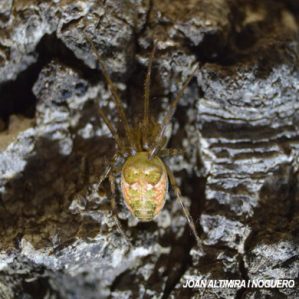 Metellina segmentata