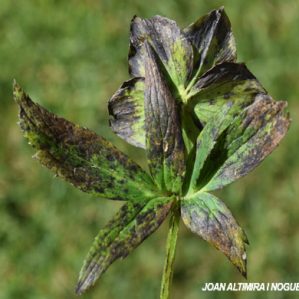 Microsphaeropsis hellebori. (Pat)