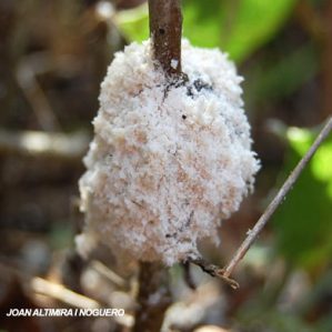 Mucilago crustacea
