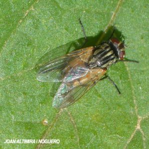 Musca autumnalis