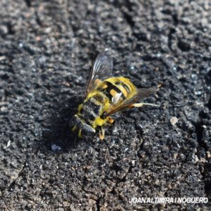Myathropa florea