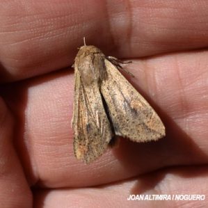 Mythimna separata