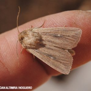 Mythimna pallens