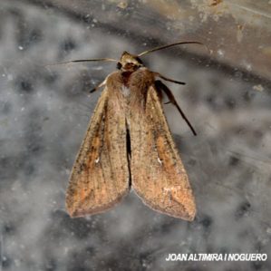 Mythimna unipuncta